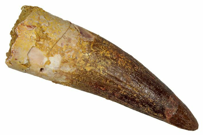 Fossil Spinosaurus Tooth - Real Dinosaur Tooth #344611